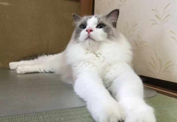 Fotografie: 4tololo.ru