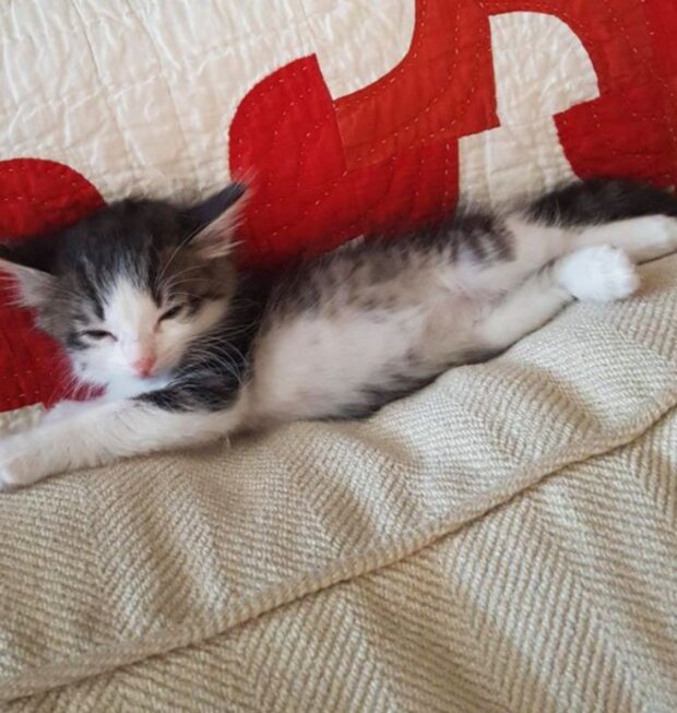 Kotě. Foto: snímek obrazovky laykni.com