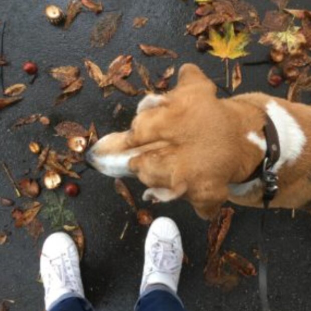 Pes. Foto: snímek obrazovky sobakopedia.ru