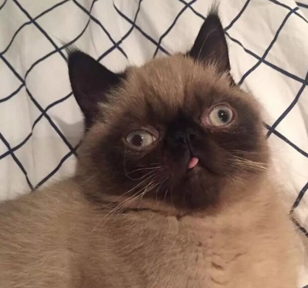 Fotografie: instagram.com/neko.ikiru.san