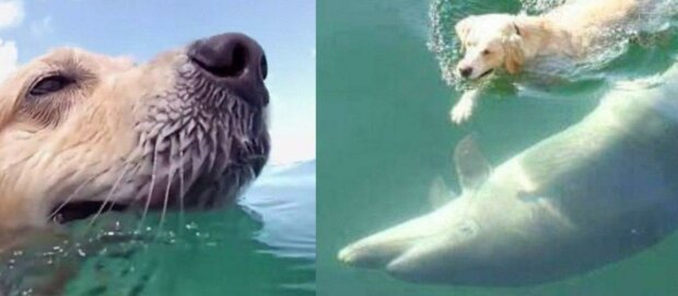 Neobvyklé přátelství: Labrador běhá téměř každý den na přístav, aby plaval se svým kamarádem delfínem