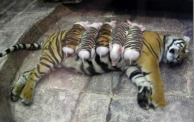Ztracená mláďata tygřice musela být vyměněna, aby se matka dostala z deprese. Kdo nosil pruhované obleky