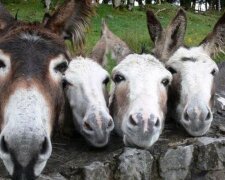 Roztomilé rodinné portréty zvířat ve volné přírodě