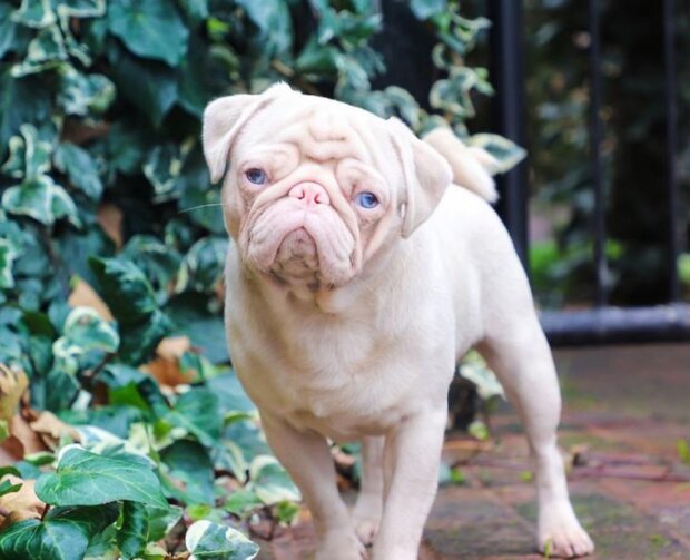 Mops. Foto: snímek obrazovky laykni.com