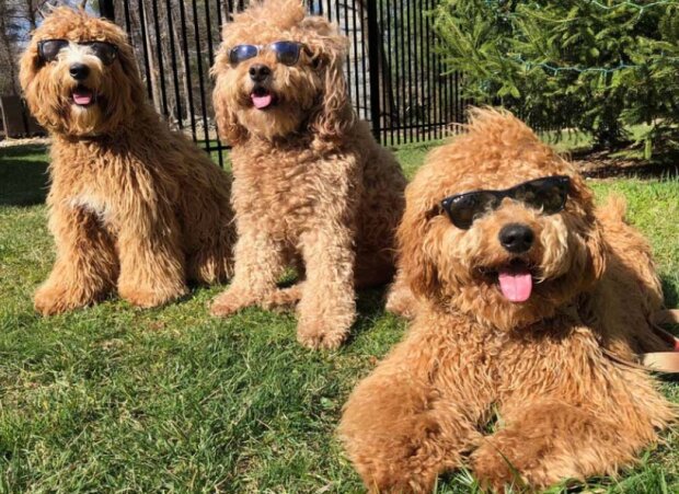 Pes a ditě. Foto: snímek obrazovky storyfox.ru