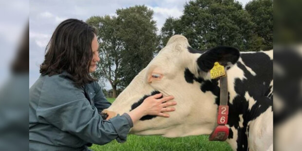 Našly nový způsob boje proti stresu: v Nizozemsku nabízejí objímat krav