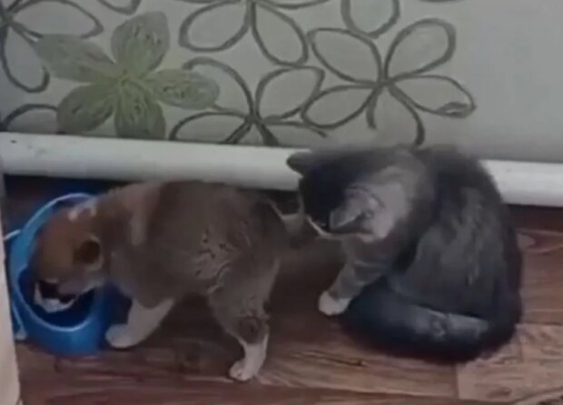 Štěně a koťátko. Foto: snímek obrazovky TikTok