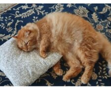 "Přines mu jiný polštář": syn se podělil o to, jak se maminka stará o toho nejobyčejnějsího, zachráněného z ulice, ale velmi milovaného kocourka