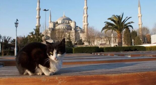 Turecký imám nechá jít dovnitř mešity kočky, aby se zahřály