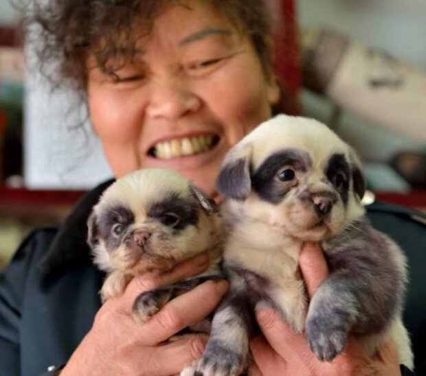 Zvířata. Foto: snímek obrazovky laykni.com