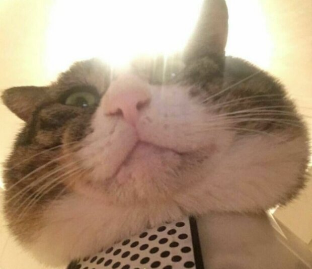 Fotografie: duck.show