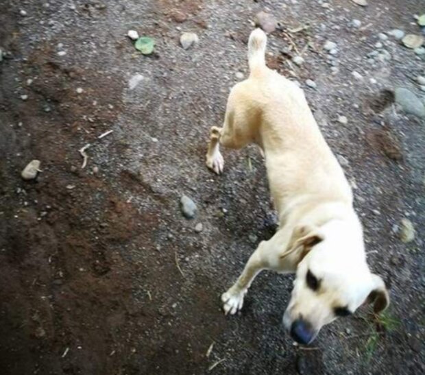 Pes. Foto: snímek obrazovky laykni.com