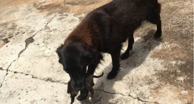 Pes poblíž koše našel malé štěně a ho přinesl majitelům