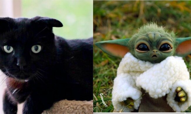 Kocour s plochými ušima, podobný Baby Yodě, se stal novým idolem sociálních sítí