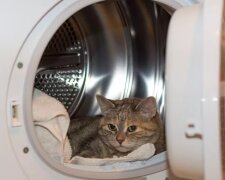 Pračka prala už 20 minut, když si majitelé všimli kočku