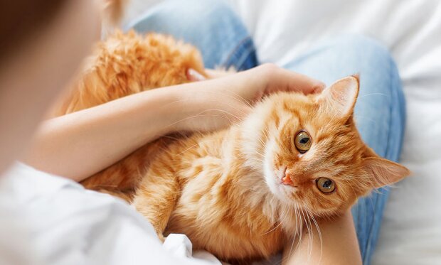 Kočičí tajemství během uvolňování dráp: vědci našli několik důvodů takového chování