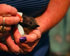 "Měli jsme mnoho, mnoho bezesných nocí": záchranářka se otevřela svůj domov pro mláďata kaloňů osamocené australskými požáry