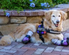 Fenka retrívra Chi-Chi nemá tlapy, ale je nejslavnějším terapeutickým psem v Los Angeles