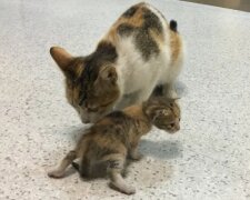 Kočka přinesla své kotě a lékaři neodmítli pomoc zvířatům