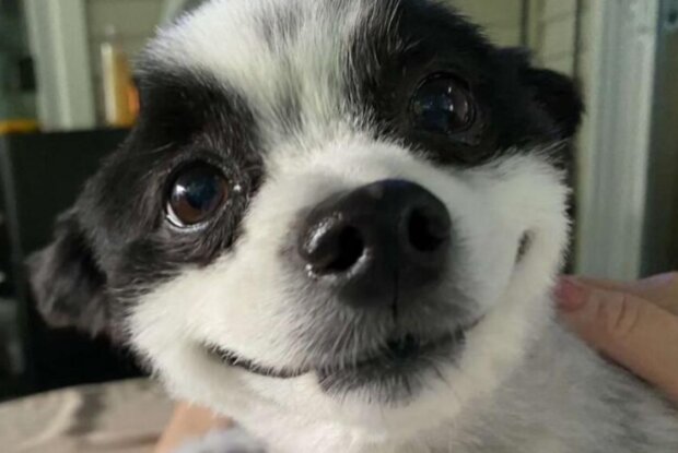 Shavi. Foto: snímek obrazovky chevysmiles