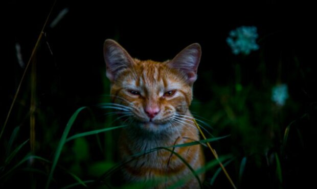 Fotografie: dailymail.co.uk