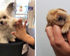 Štěně na dlani: Dokonalý pes. Názory mohou být různé