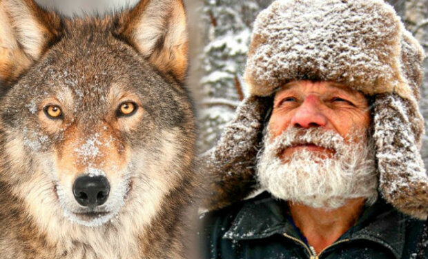 Lesník nosil vlkovi jídlo celou zimu: po čtyřech letech se vlk vrátil a ukázal svou rodinu