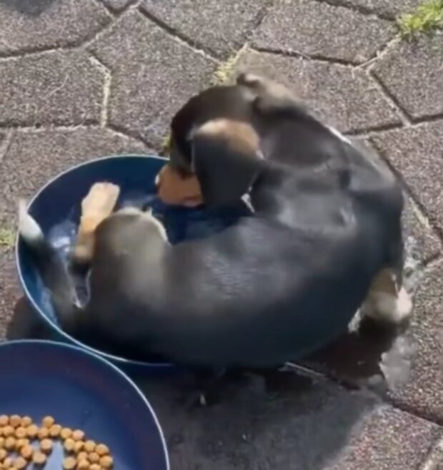 Pes. Foto: snímek obrazovky Instagram