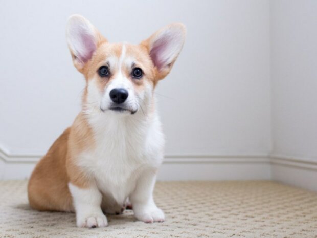 Zdroj fotografie: Paul Park/Getty Images