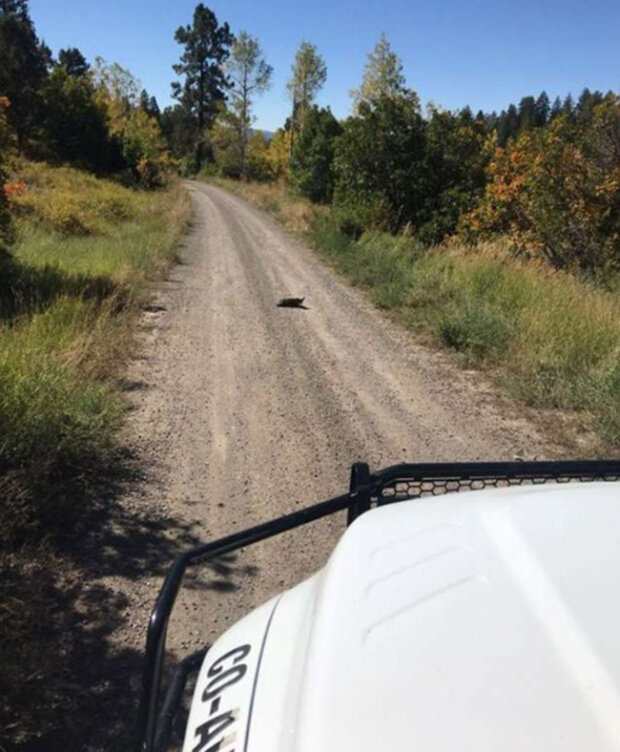 Zdroj fotografie: thedodo.com