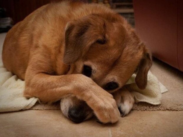 Fotografie: Pikabu.ru