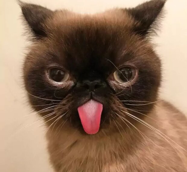 Fotografie: moscow-oblast.sm-news.ru