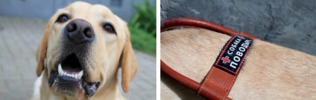 Fotografie: asi.org.ru