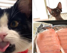 Obrázky koček, při pohledu na které se zdá, že dělají vše pro to, aby se lidé rozesmáli