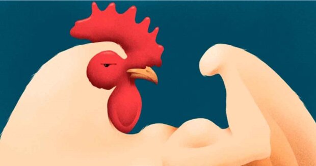 Jak se kuře stalo nejoblíbenějším masem na svět. Jak vychovávají kuřata na fermách