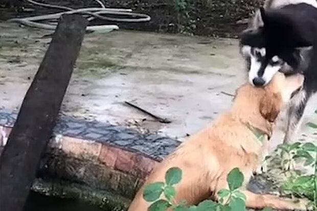 "Je to velmi chytrý a laskavý pes": Jak husky zachránil tonoucího v rybníku zlatého retrívra