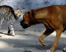 Základní instinkt: proč kočky nevycházejí se psy