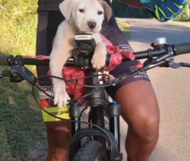 Neočekávaný nález. Foto: snímek obrazovky mirfactov.com