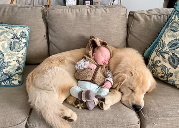 Pes a dítě. Foto: snímek obrazovky dailymail.co.uk