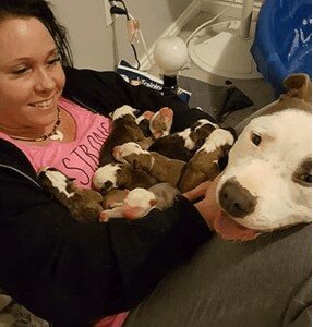 Jako poděkování přinesl pitbull své majitelke štěňata a položil je na ruce