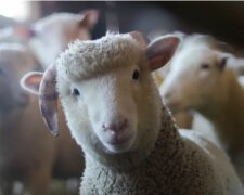 Skvělý čas: ovce si myslí, že je psem a s Collie jsou skutečné přátele