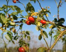 Meteorologové řekli, kdy se průměrné teploty vrátí k dlouhodobému normálu: "Noční teploty budou chladnější a příjemnější"