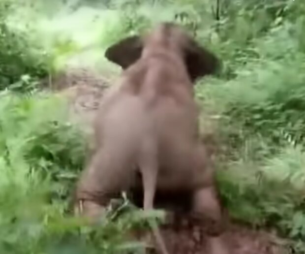 Slon. Foto: snímek obrazovky YouTube