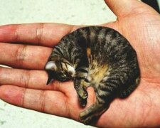 Nejmenší kočka na světě: jak vypadá kočka, která se dostala do Guinessovy knihy rekordů