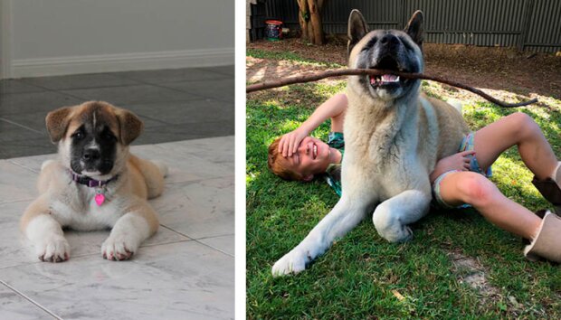 Pes a kluk. Foto: snímek obrazovky BoneJeni / twitter