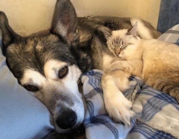 Pes a kotě. Foto: snímek obrazovky neskychno.com
