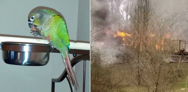 Papoušek vykřikl "oheň" a zachránil rodinu před požárem