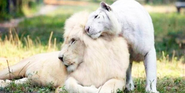 Bílý lev a bílá tygřice se stali nejunikátnější kočičí rodinou
