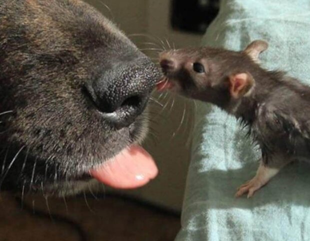 Fotografie: voobsheogon.ru