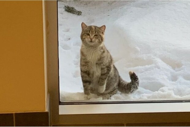 Hasiči zachránili kočičku před umrznutím a poskytli jí nový domov. "Je to miláček a mazel." Podívejte se na video